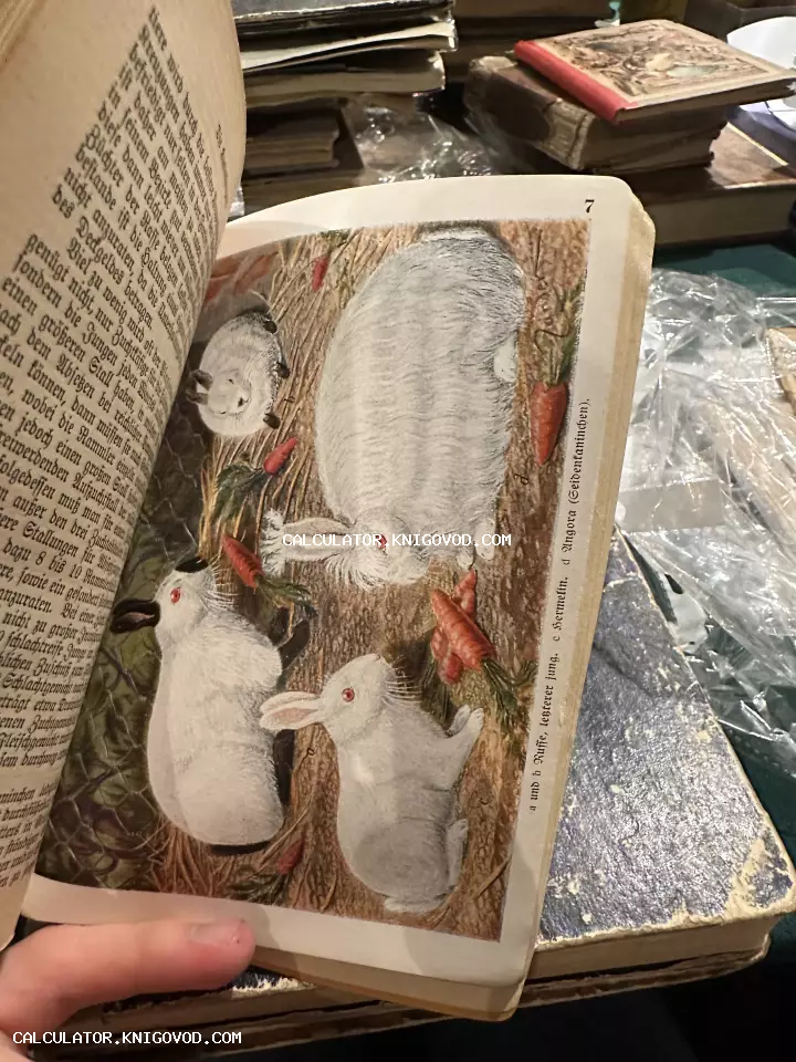 Разворот старинной книги на немецком языке с цветной литографией, изображающей белых ангорских кроликов и морковь.