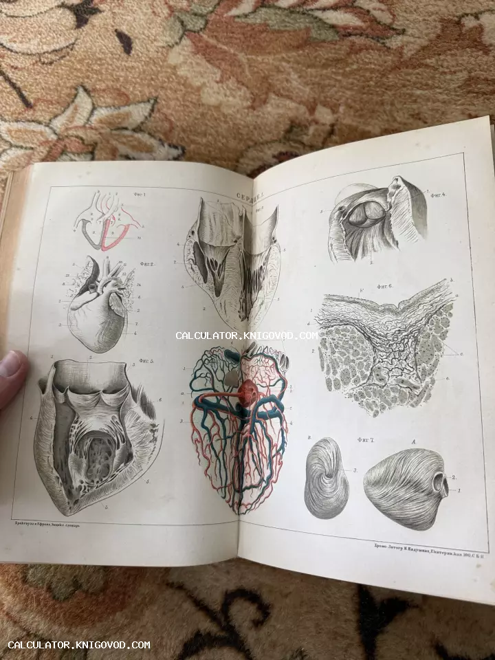 Разворот антикварной книги с детальными цветными и черно-белыми иллюстрациями строения человеческого сердца, хромолитография конца XIX века.