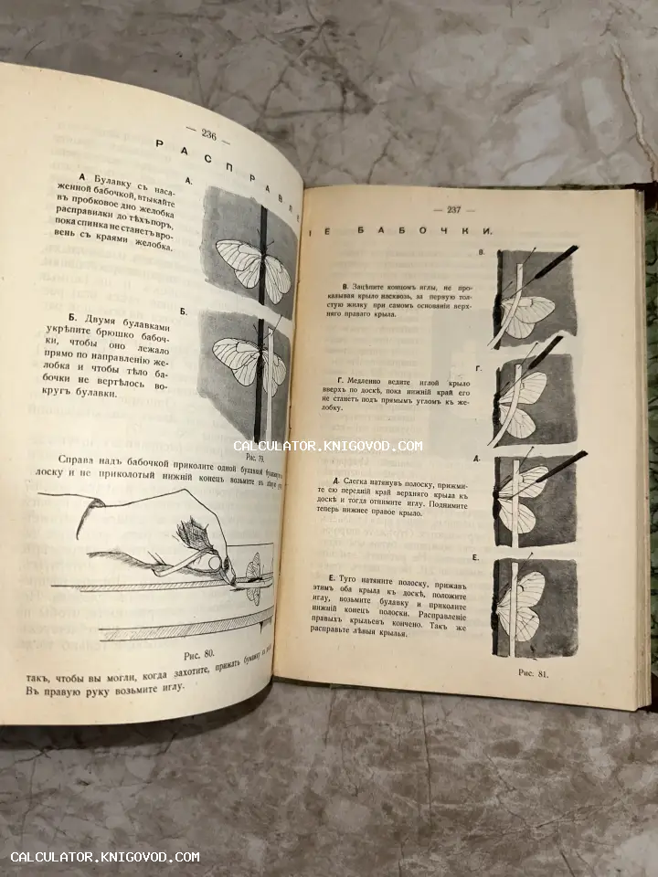 Разворот антикварной книги с пошаговыми иллюстрациями процесса подготовки энтомологического экспоната бабочки.